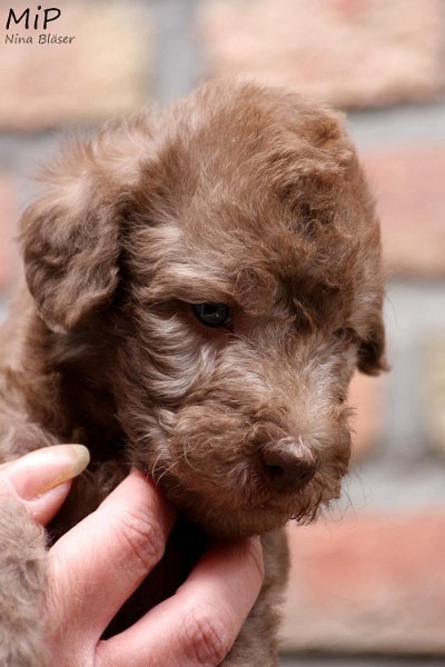 2011-05-28 Puppies Candy & Svet (3).jpg